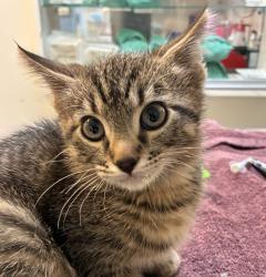 Shelter Stray Male Cat last seen OHSU, PORTLAND, OR, 97219, 1700 W Historic Columbia River Hwy, Troutdale, OR 97060, USA