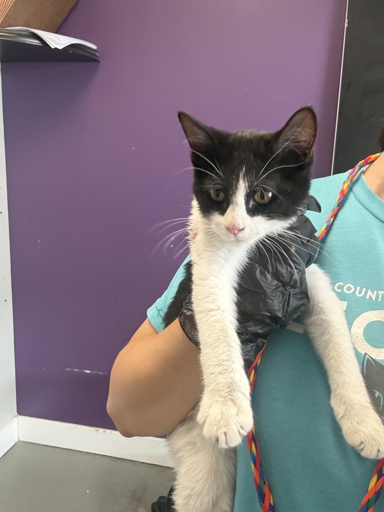 Shelter Stray Female Cat last seen Near W Elk Mountain Road, Magna Township, UT, 84044, 511 W 3900 S, Salt Lake City, UT 84123, USA