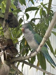 Lost Female Bird last seen 104pl, Miami, FL 33165