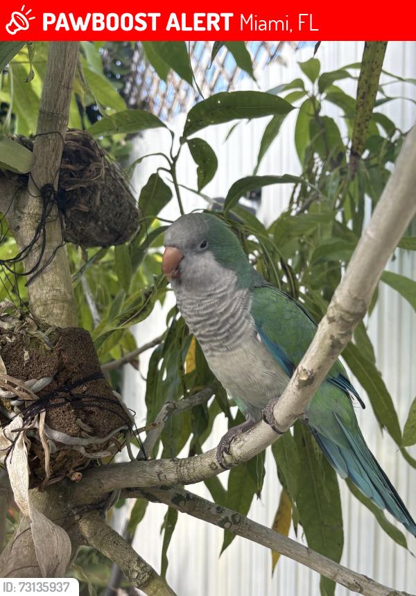 Lost Female Bird last seen 104pl, Miami, FL 33165