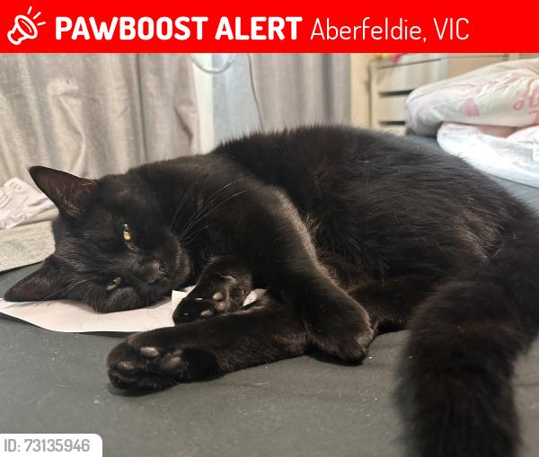 Lost Male Cat last seen Tilba Street, Aberfeldie, VIC 3040
