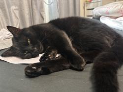Lost Male Cat last seen Tilba Street, Aberfeldie, VIC 3040