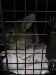 Shelter Stray Female Rabbit last seen Near Northampton Boulevard, VIRGINIA BEACH, VA, 23462, 341 S Birdneck Rd, Virginia Beach, VA 23451, USA