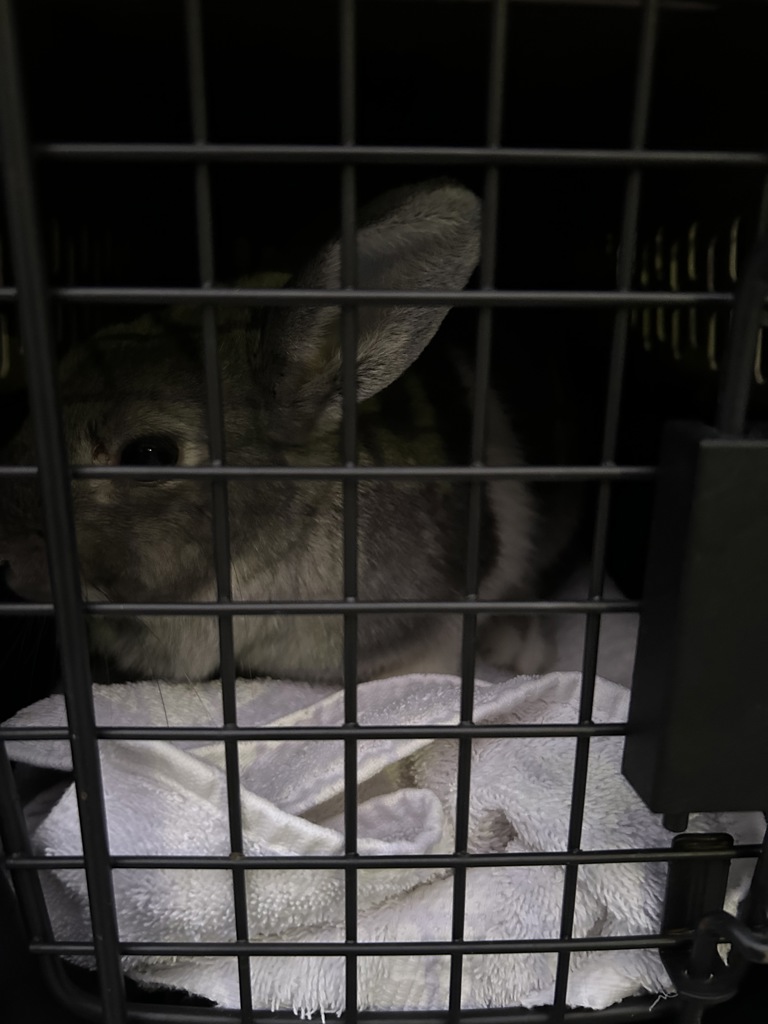 Shelter Stray Female Rabbit last seen Near Northampton Boulevard, VIRGINIA BEACH, VA, 23462, 341 S Birdneck Rd, Virginia Beach, VA 23451, USA