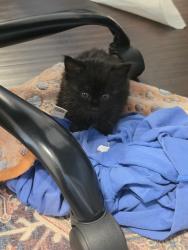 Shelter Stray Female Cat last seen Near Budlong Lake Avenue, San Diego, CA, 92115, El Cajon, CA 92020, USA