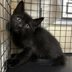 Shelter Stray Male Cat last seen , 361 S Raymond Ave, Pasadena, CA 91105, USA