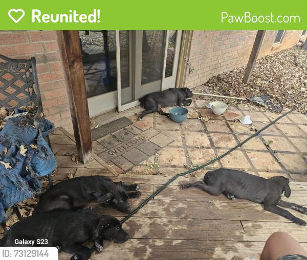Reunited Female Dog last seen I20 & Little Rd, Arlington, TX 76016