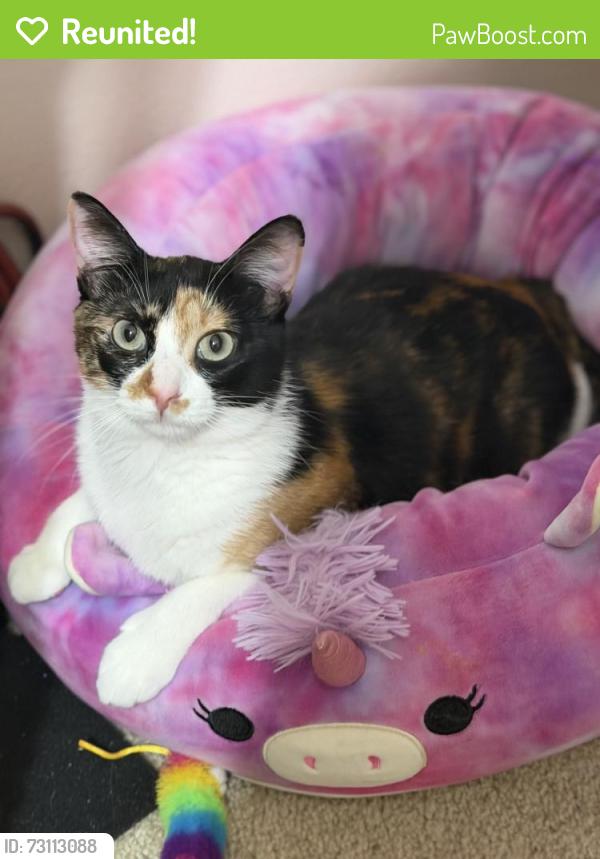 Reunited Female Cat last seen Beryl & Baseline, Rancho Cucamonga, CA 91701