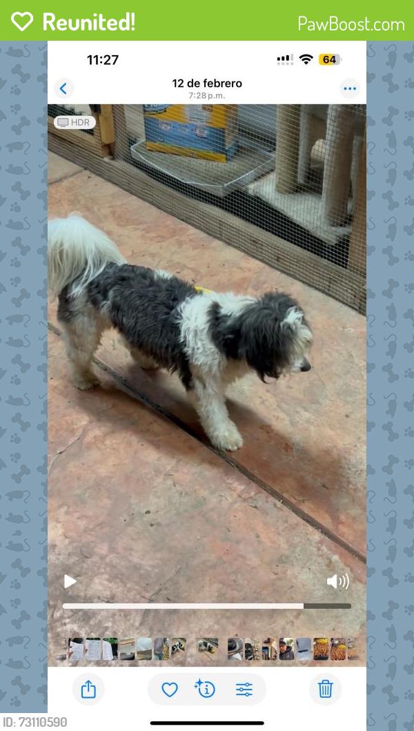 Reunited Male Dog last seen Padova Dr, Salinas, CA, USA, Salinas, CA 93905