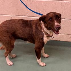 Shelter Stray Female Dog last seen , 2350 Appling City Cove, Memphis, TN 38133, USA