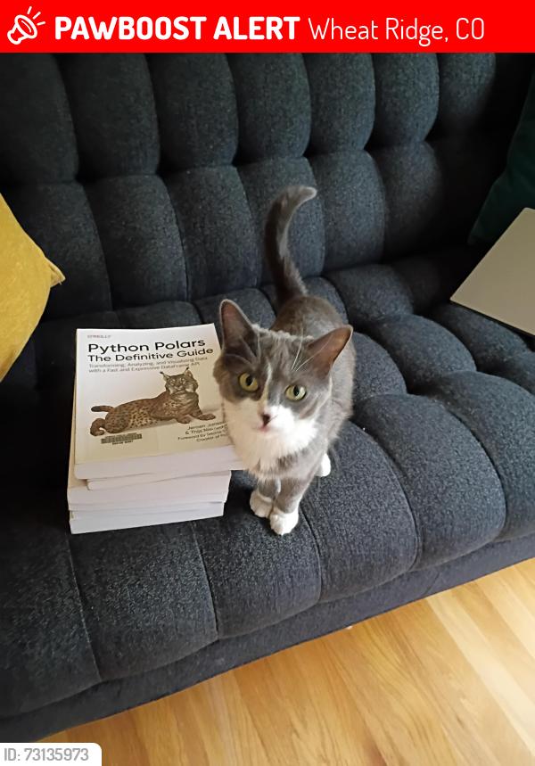 Lost Female Cat last seen 33rd and Harlan Street, Wheat Ridge, CO 80033