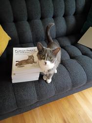 Lost Female Cat last seen 33rd and Harlan Street, Wheat Ridge, CO 80033
