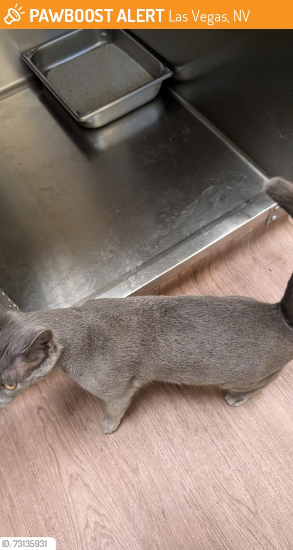 Found/Stray Female Cat last seen North Cimmaron, Las Vegas, NV 89149