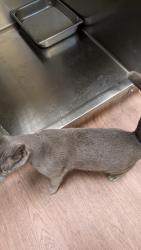Found/Stray Female Cat last seen North Cimmaron, Las Vegas, NV 89149