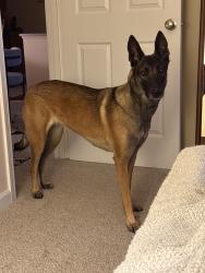Reunited Female Dog last seen Providence Everett hosp, Everett, WA 98201