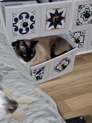 Lost Female Cat last seen Symonston, Symonston, ACT 2609