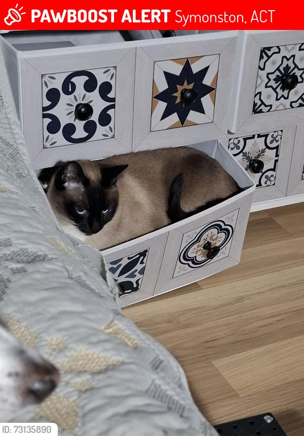 Lost Female Cat last seen Symonston, Symonston, ACT 2609