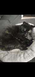 Lost Female Cat last seen Bradley and adelaide, London, ON 