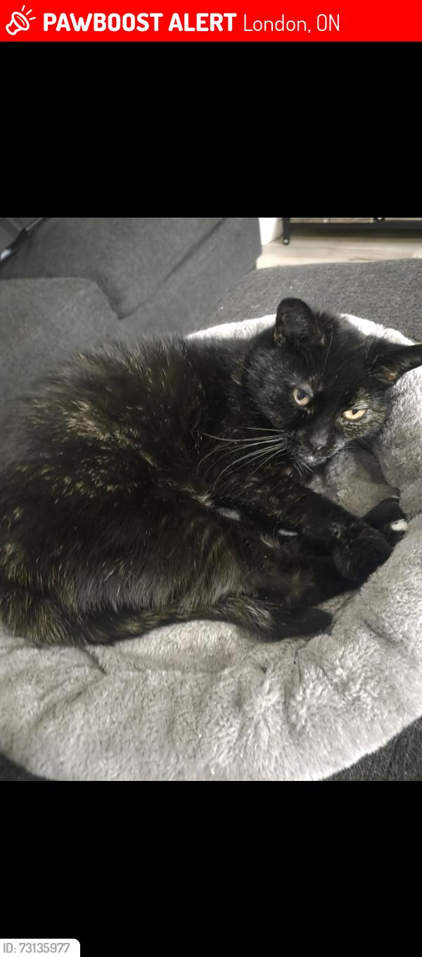 Lost Female Cat last seen Bradley and adelaide, London, ON 