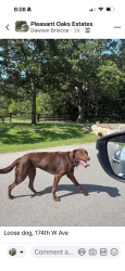 Reunited Female Dog last seen 161st Street Sand Springs OK, Sand Springs, OK 74063