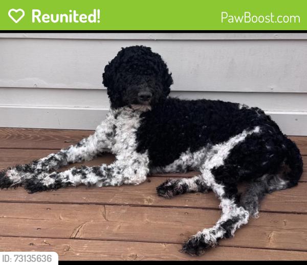 Reunited Male Dog last seen Bopp & Manchester Roads, Des Peres, MO 63131
