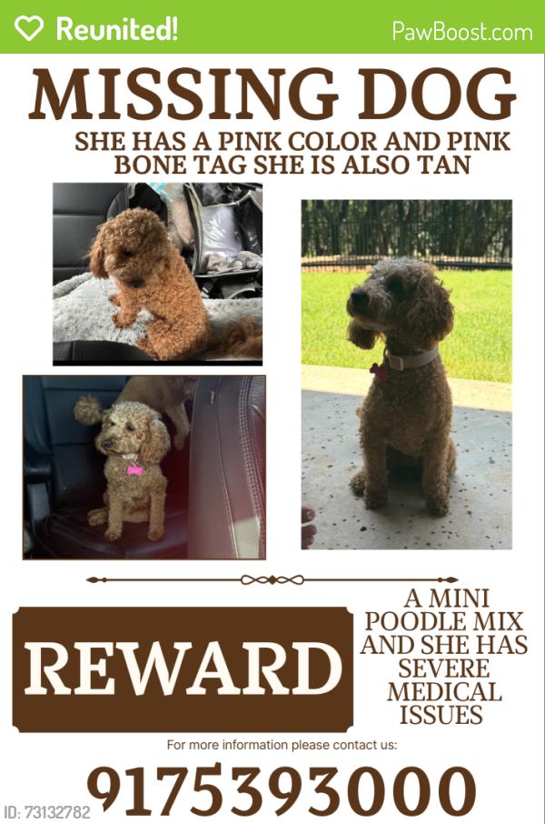 Reunited Female Dog last seen Not sure, Arlington, TX 76016