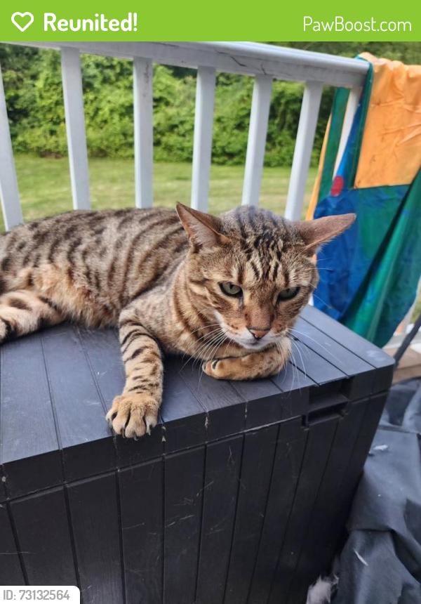 Reunited Male Cat last seen Benedict farm park, Montgomery, NY 12549