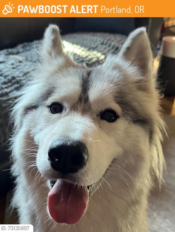 Found/Stray Female Dog last seen Wall Ave., Portland, OR 97203