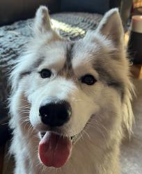Found/Stray Female Dog last seen Wall Ave., Portland, OR 97203