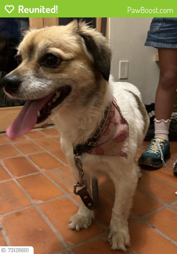 Reunited Female Dog last seen Stratford Ave & N Ave 57, Los Angeles, CA 90042
