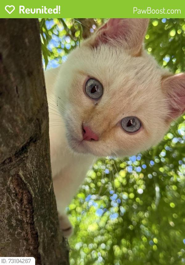 Reunited Male Cat last seen 167th burnside, Portland, OR 97233