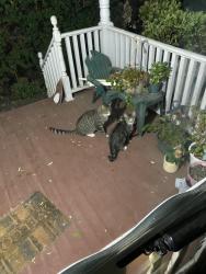 Reunited Male Cat last seen Near Falling Spring Rd Chambersburg PA, Chambersburg, PA 17202