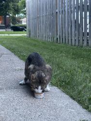 Found/Stray Unknown Cat last seen Bedbrooke Street, Ottawa, ON 