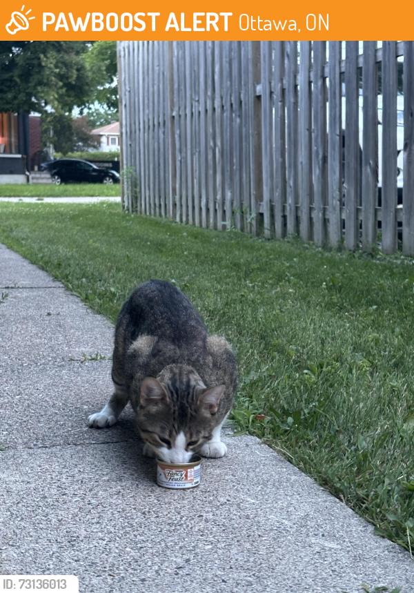 Found/Stray Unknown Cat last seen Bedbrooke Street, Ottawa, ON 