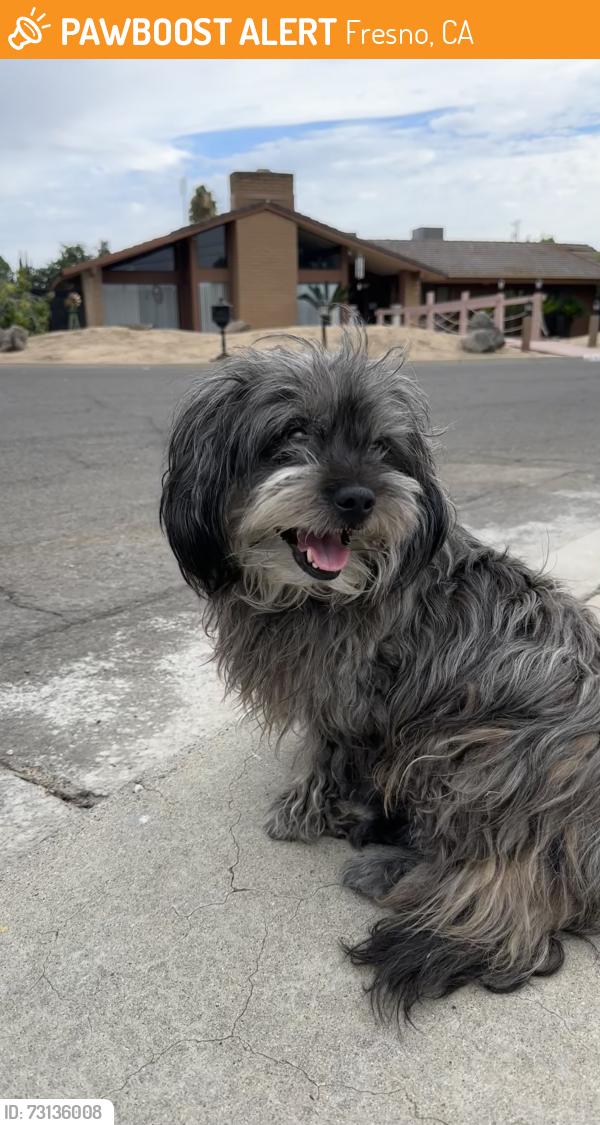 Found/Stray Male Dog last seen Maple and Shaw, Fresno, CA 93726