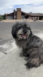 Found/Stray Male Dog last seen Maple and Shaw, Fresno, CA 93726
