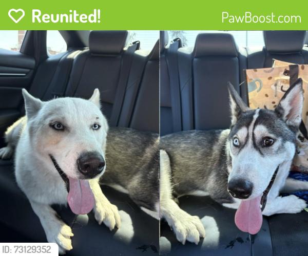 Reunited Unknown Dog last seen Walmart, Panera bread on Jefferson St, Joliet, IL 60435