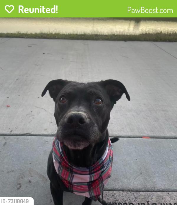 Reunited Female Dog last seen Near Ironbark Dr, Arlington, TX 76018, USA, Arlington, TX 76018