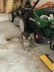Found/Stray Male Cat last seen In between hses, Cypress, TX 77429
