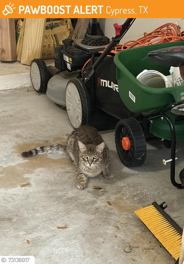Found/Stray Male Cat last seen In between hses, Cypress, TX 77429
