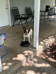 Reunited Male Dog last seen 11th & Willis, Rockford, IL 61109