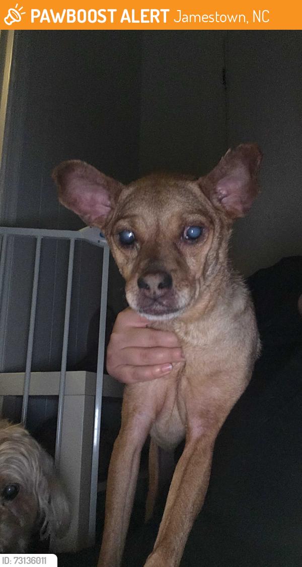 Found/Stray Male Dog last seen River rd and Harvey Rd, Jamestown, NC 27282