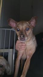 Found/Stray Male Dog last seen River rd and Harvey Rd, Jamestown, NC 27282