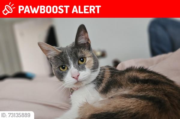 Lost Female Cat last seen Close to green pastures vets, up moore lane a little., North Somerset, England BS24 7HH