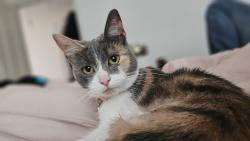 Lost Female Cat last seen Close to green pastures vets, up moore lane a little., North Somerset, England BS24 7HH