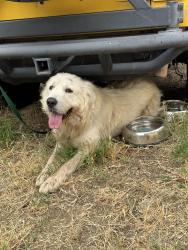 Reunited Male Dog last seen Avenue E between 13th and 14th street, Yucaipa, CA 92399