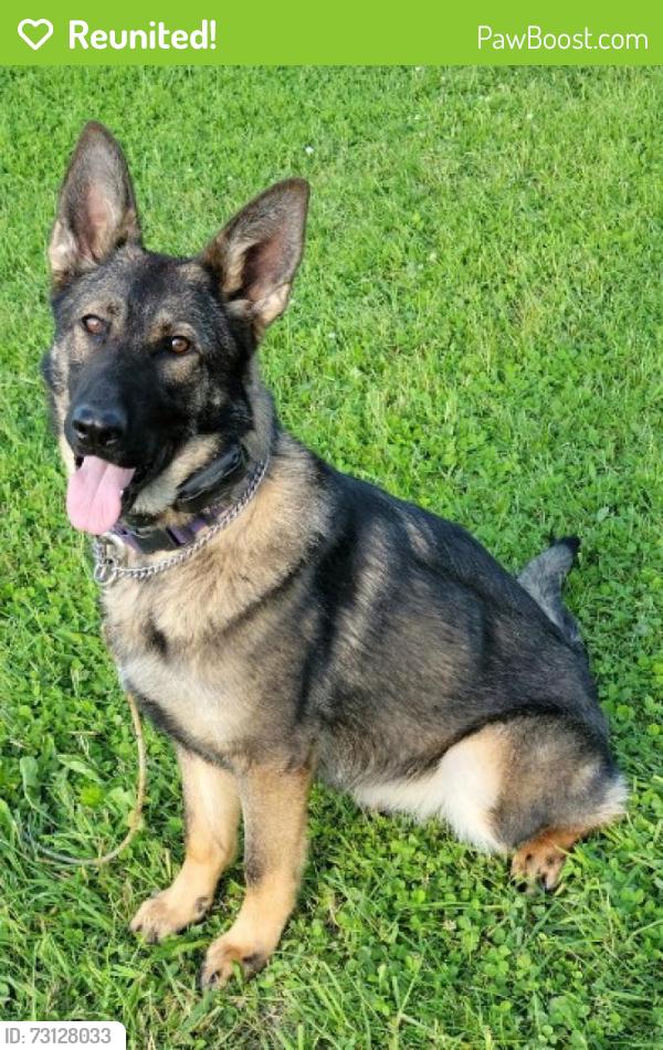 Reunited Female Dog last seen Hwy 6 and Park Pointe Way, Sugar Land, TX 77498