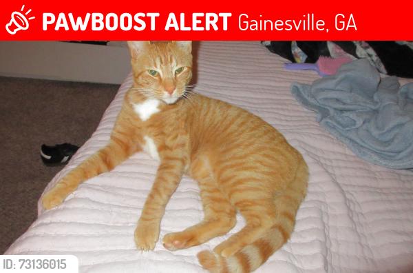 Lost Male Cat last seen laurel park, Gainesville, GA 30506