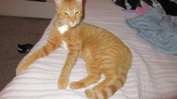 Lost Male Cat last seen laurel park, Gainesville, GA 30506