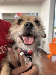 Reunited Female Dog last seen litchfield and thomas, Goodyear, AZ 85395